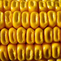 corn-57774_1920